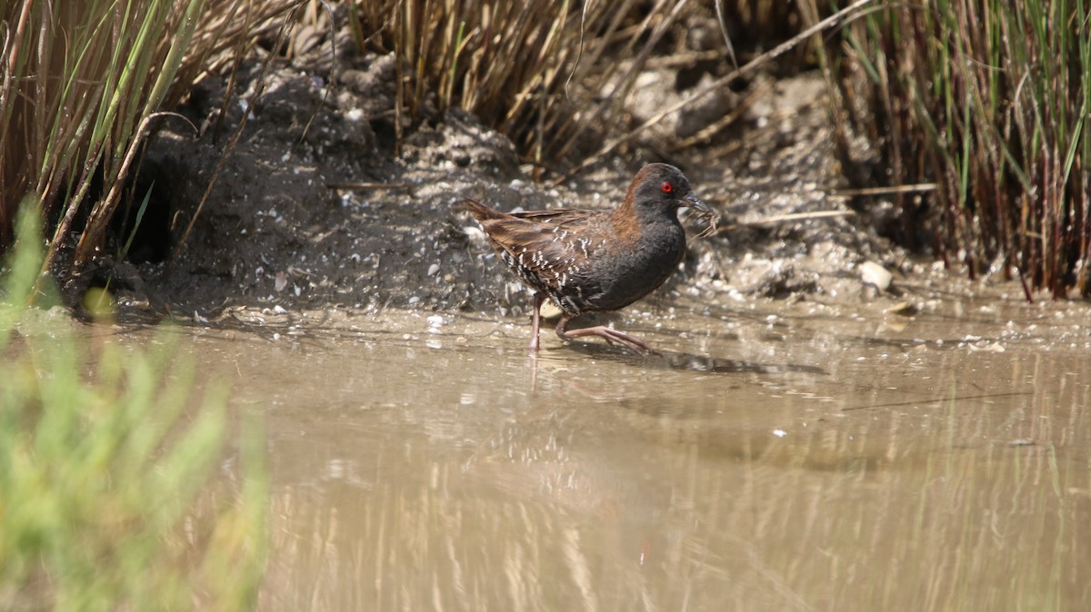 Dot-winged Crake - ML647315651