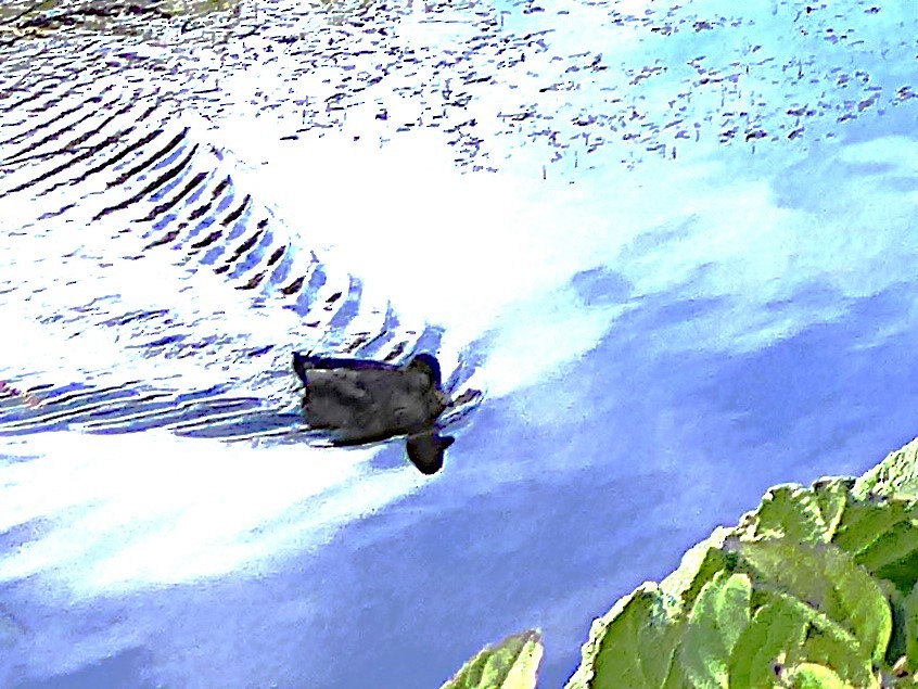 maoridykkand - ML647315668