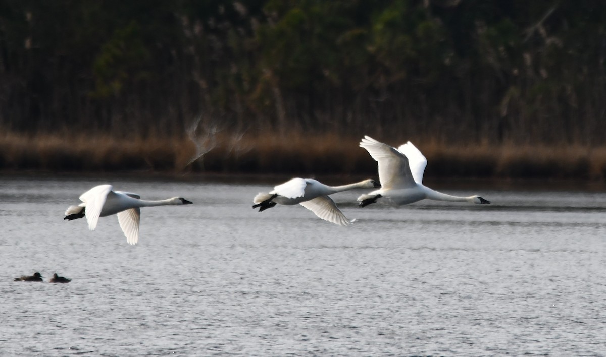 Küçük Kuğu - ML647315673