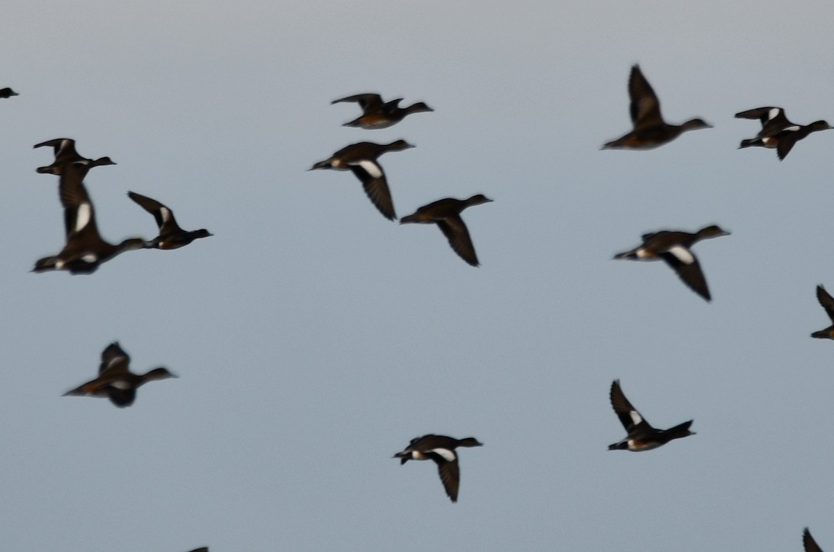 Amerika Fiyusu - ML647315679