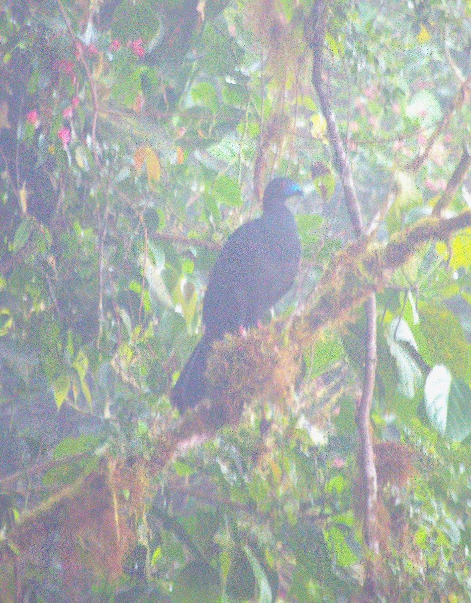 Schwarzguan - ML647315685