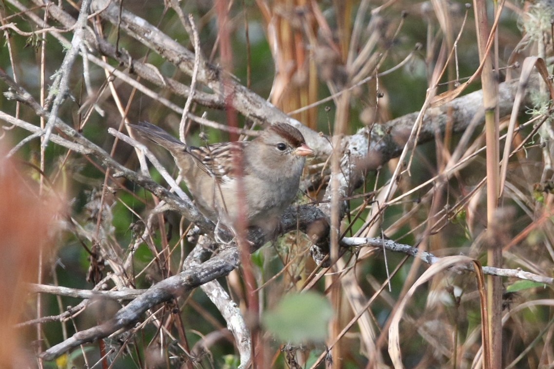 Bruant à couronne blanche - ML647315686