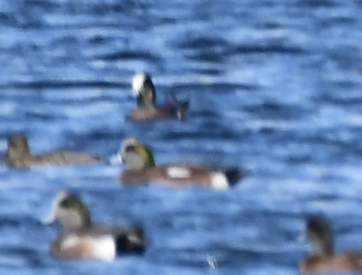 Amerika Fiyusu - ML647315693