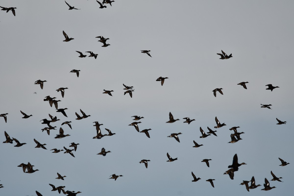 Amerika Fiyusu - ML647315700