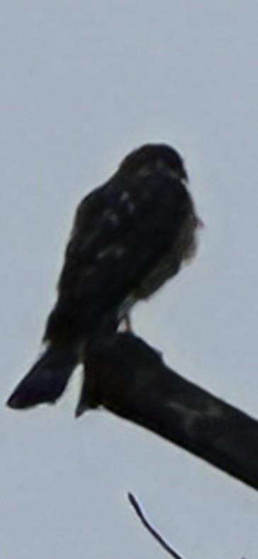 krahujec americký - ML647315706