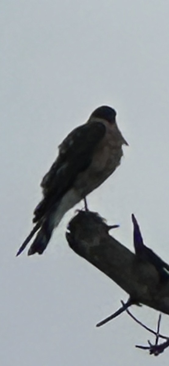 krahujec americký - ML647315707