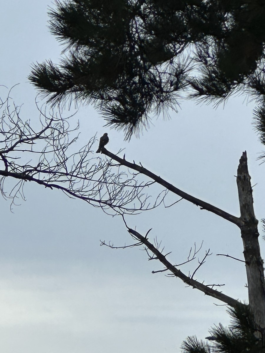 krahujec americký - ML647315708