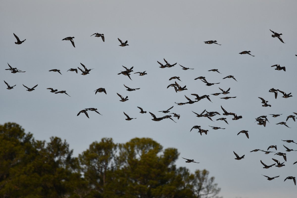 Amerika Fiyusu - ML647315711