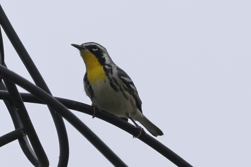 Goldkehl-Waldsänger - ML647315728