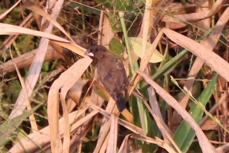 Bronze Mannikin - ML647315766