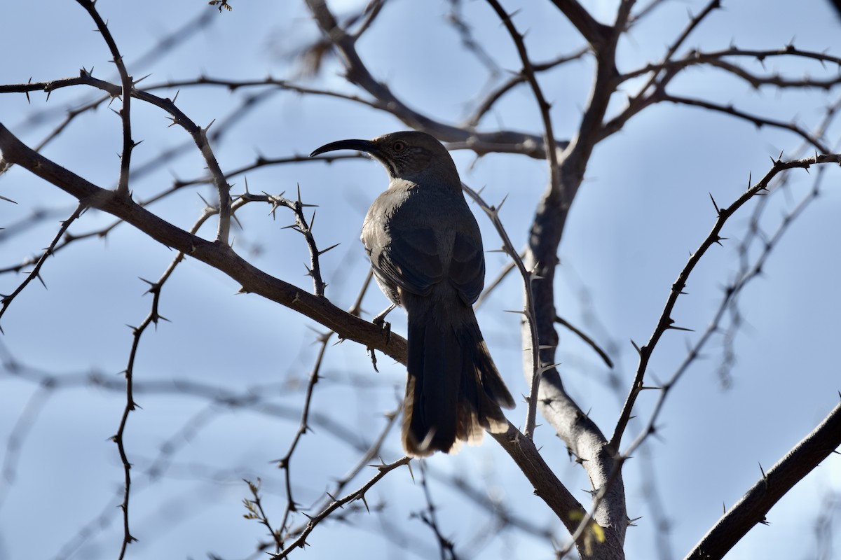 Crissal Thrasher - ML647315767