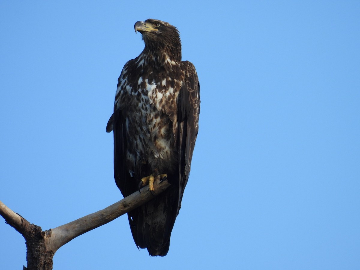 Itsas arrano buruzuria - ML647315768