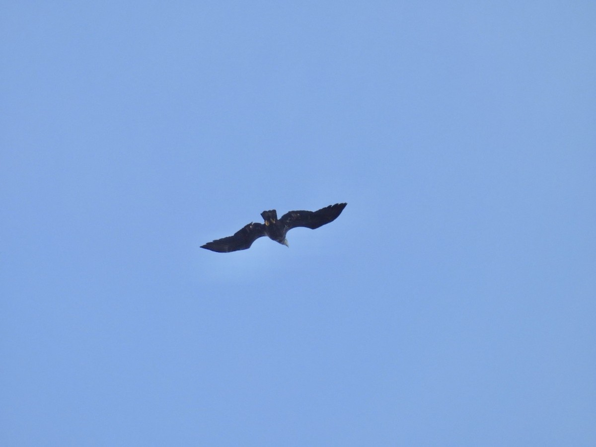 Itsas arrano buruzuria - ML647315769