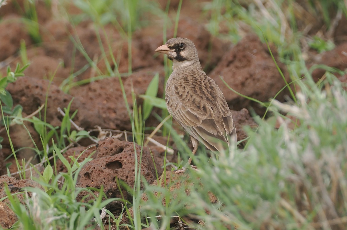 Masked Lark - ML647315787