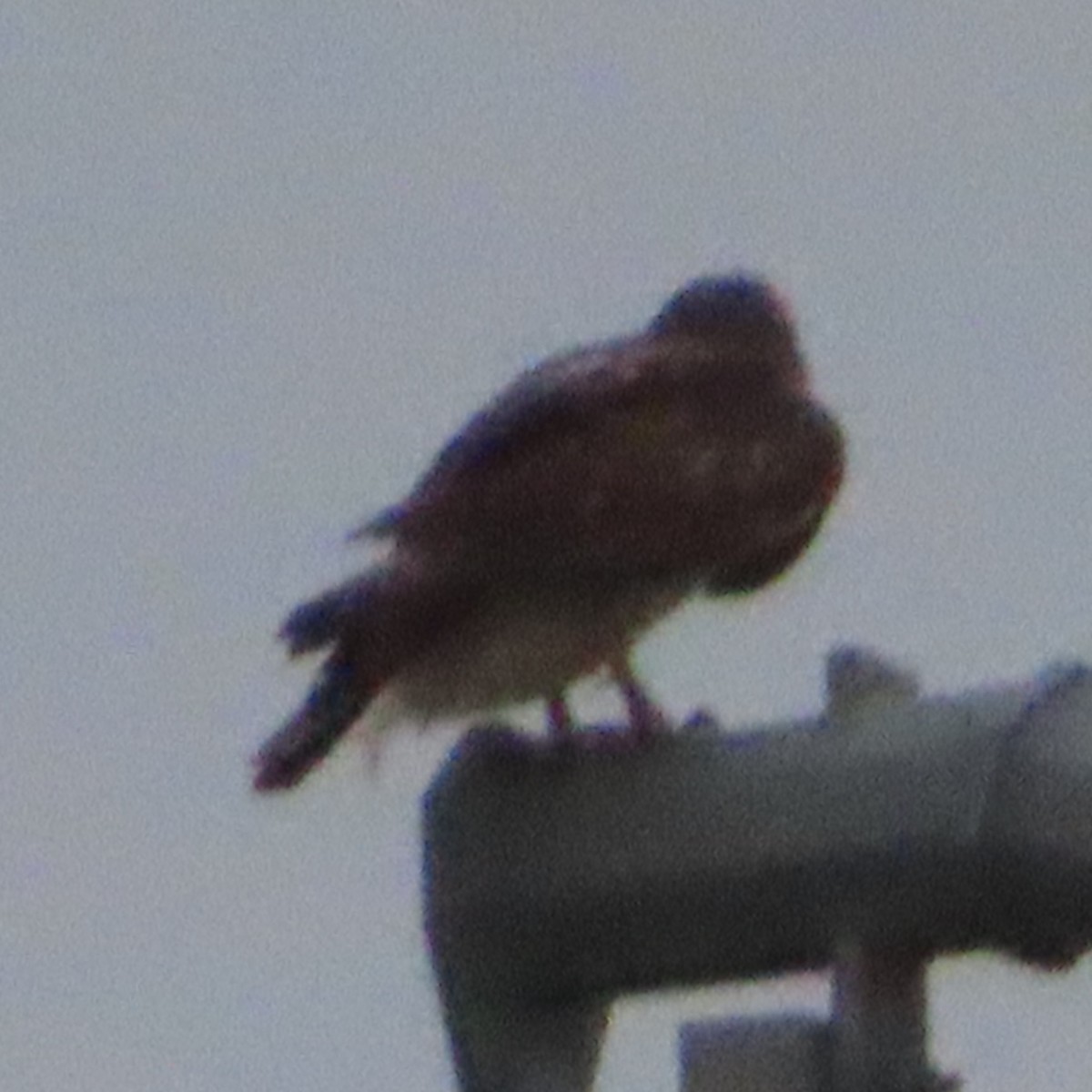Buteo sp. - ML647315793
