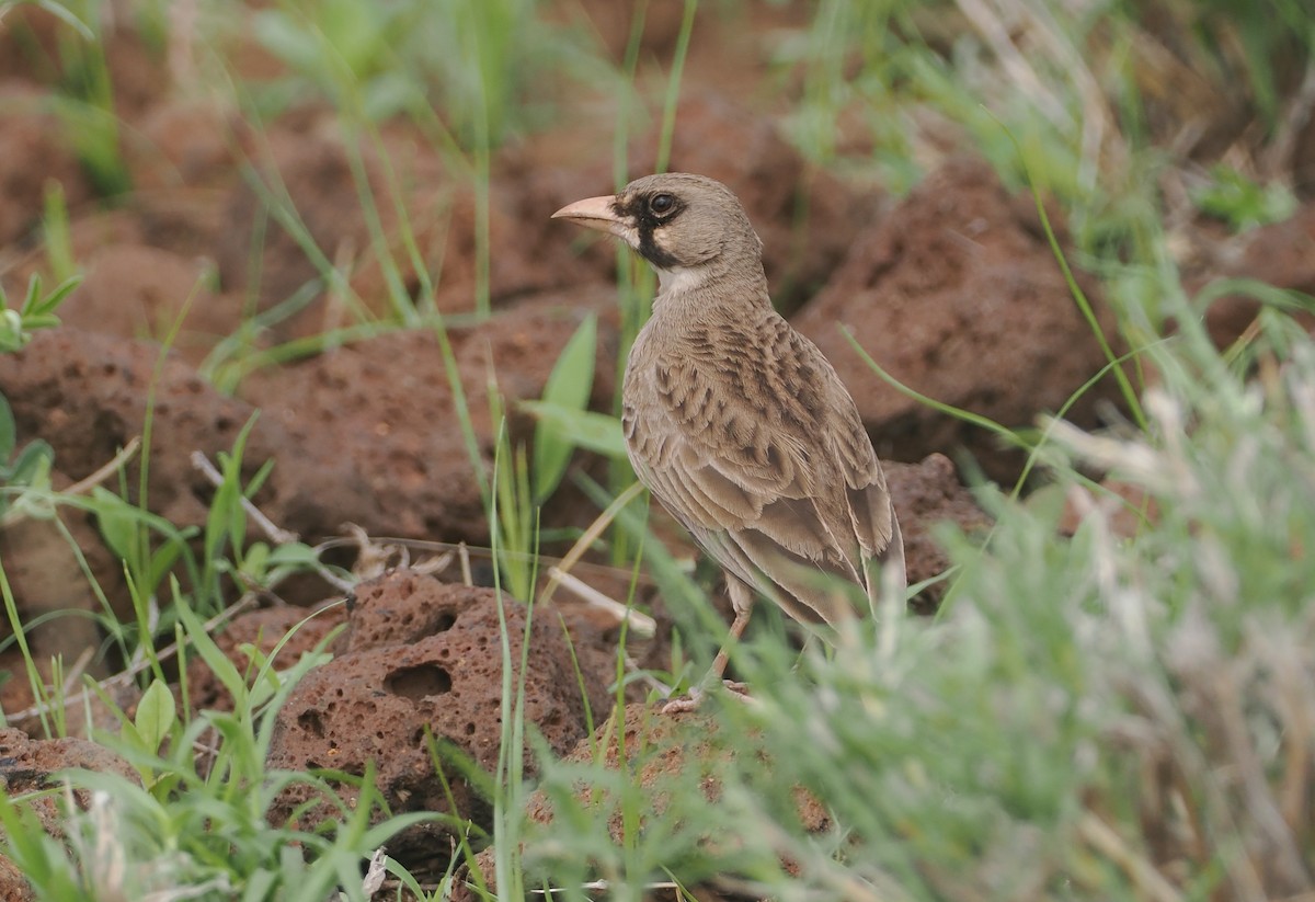 Masked Lark - ML647315794