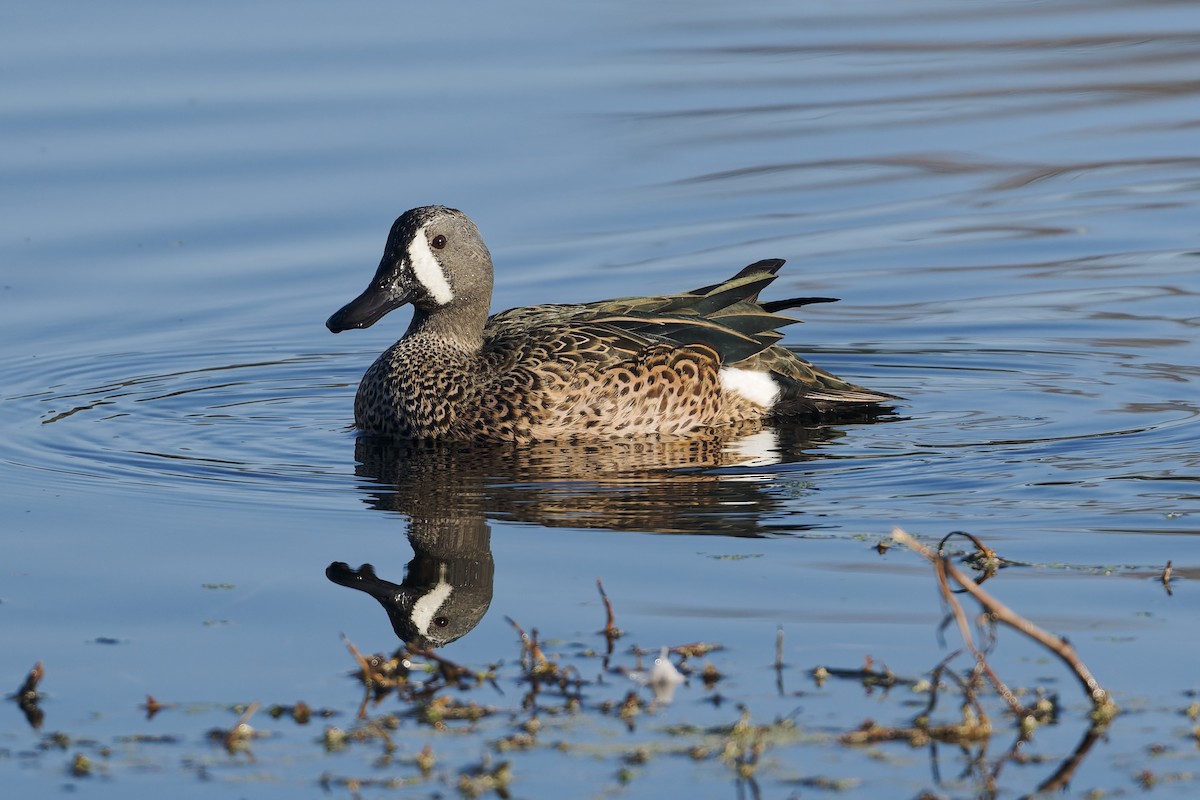ミカヅキシマアジ - ML647315795