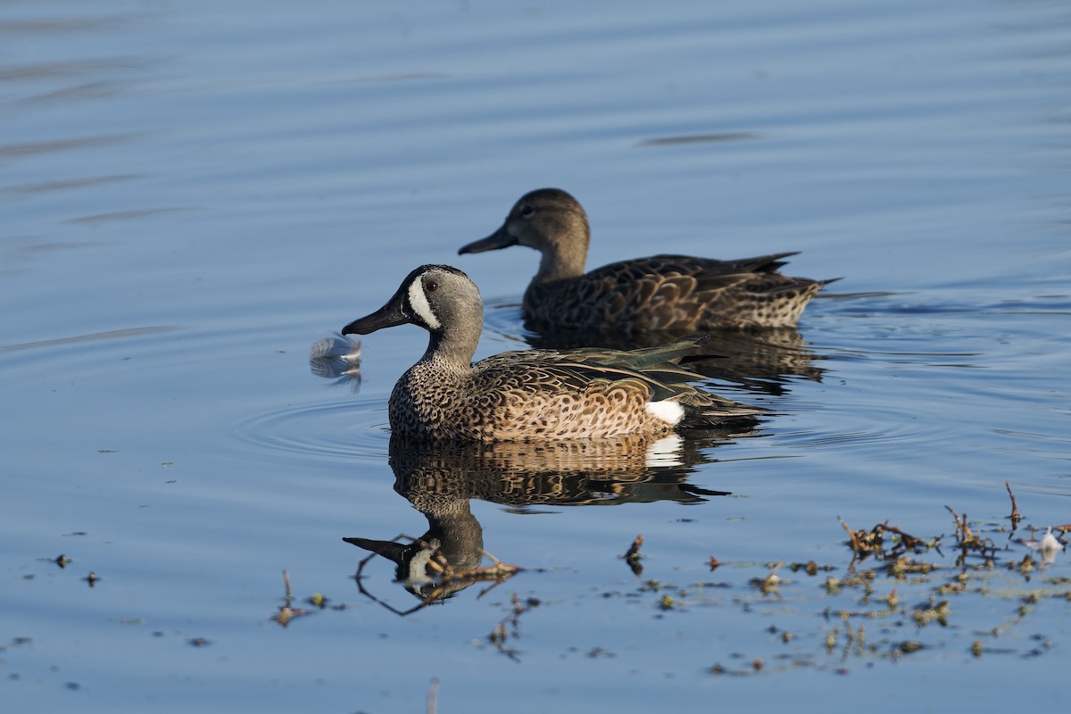 ミカヅキシマアジ - ML647315796