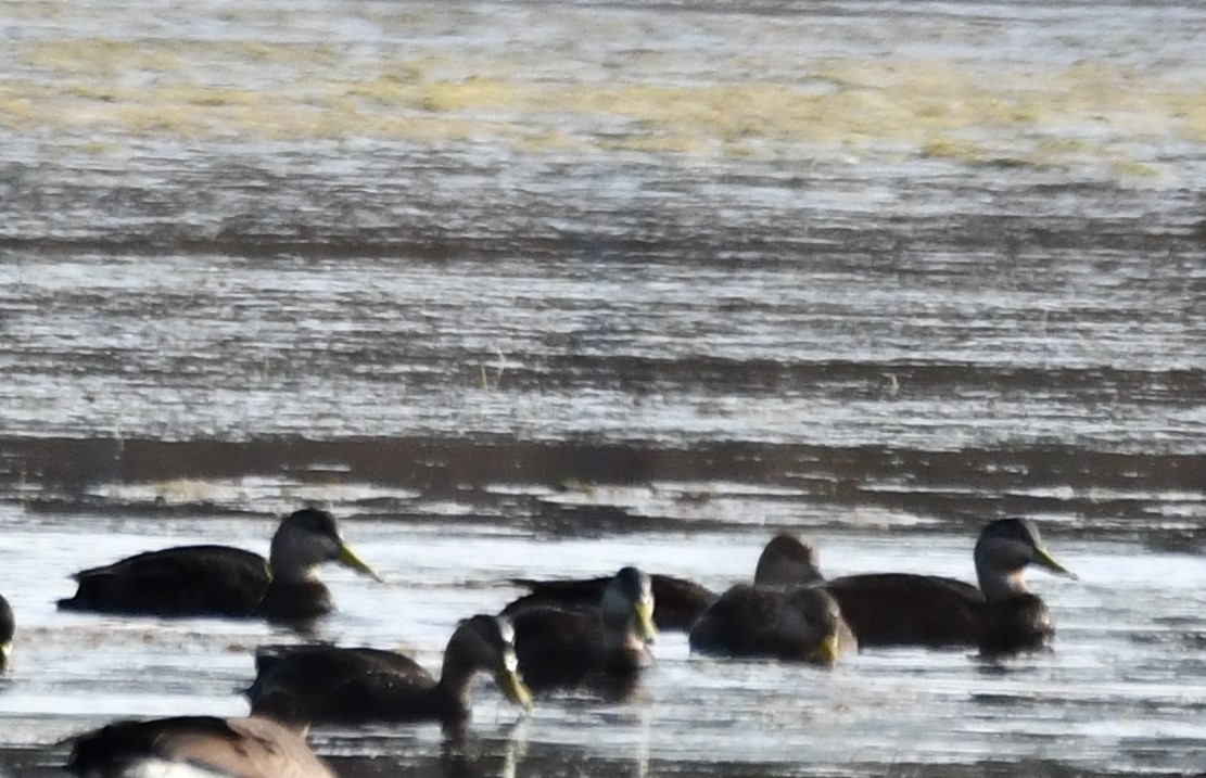 Esmer Ördek - ML647315799