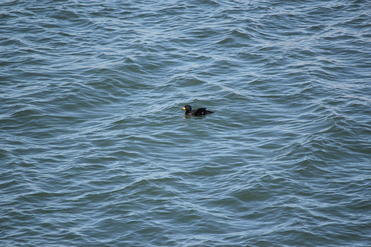 turpan žlutozobý - ML647315802