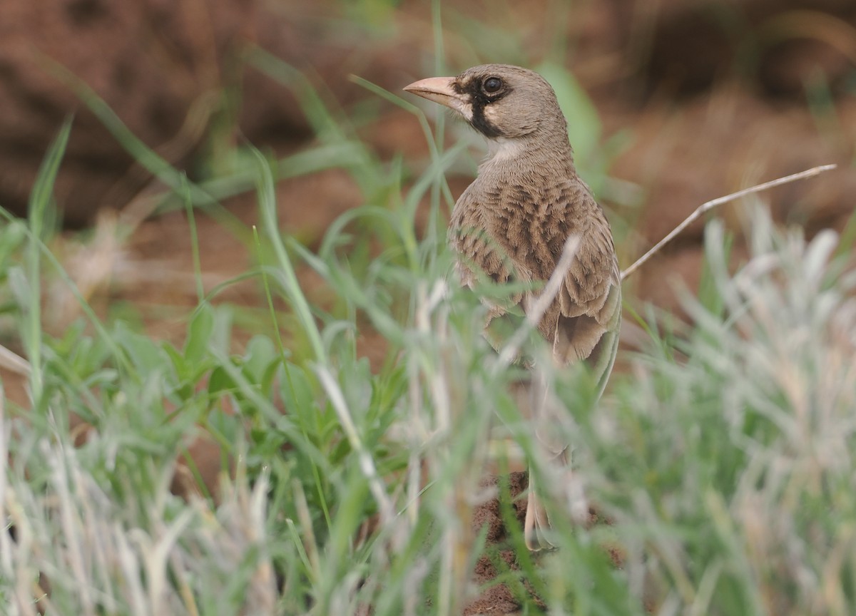 Masked Lark - ML647315804