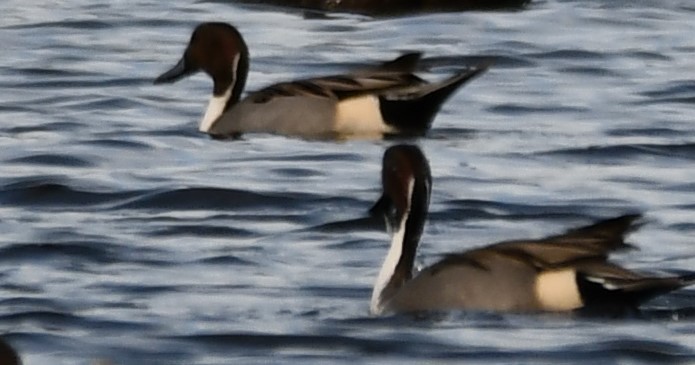 Kılkuyruk - ML647315805