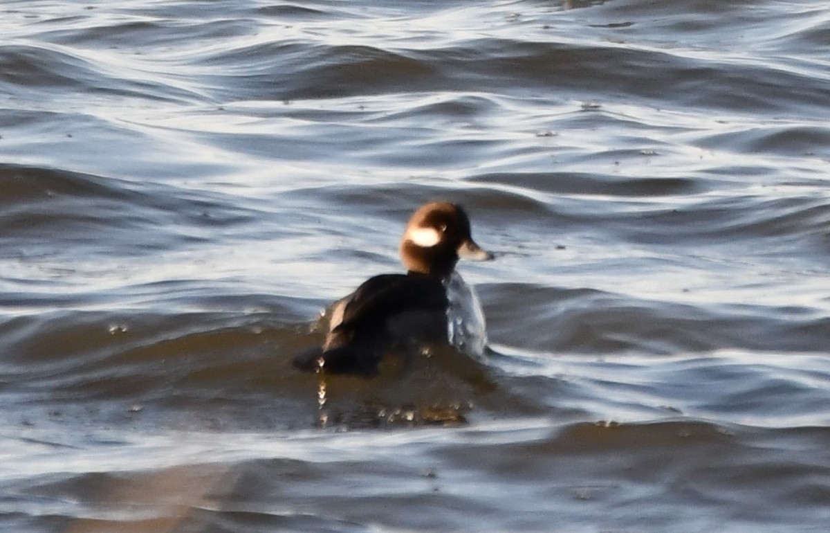 Ak Yanaklı Ördek - ML647315813