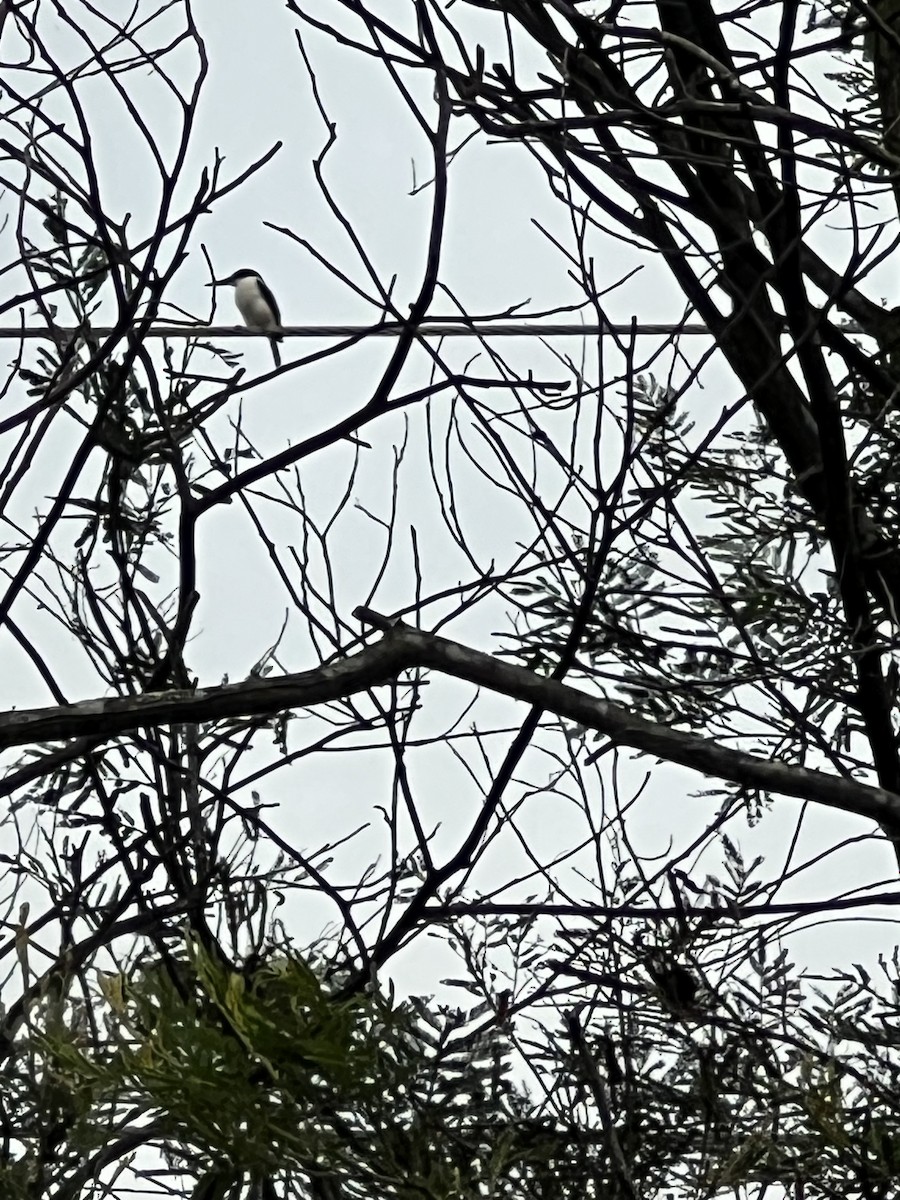 Forest Kingfisher - ML647315816