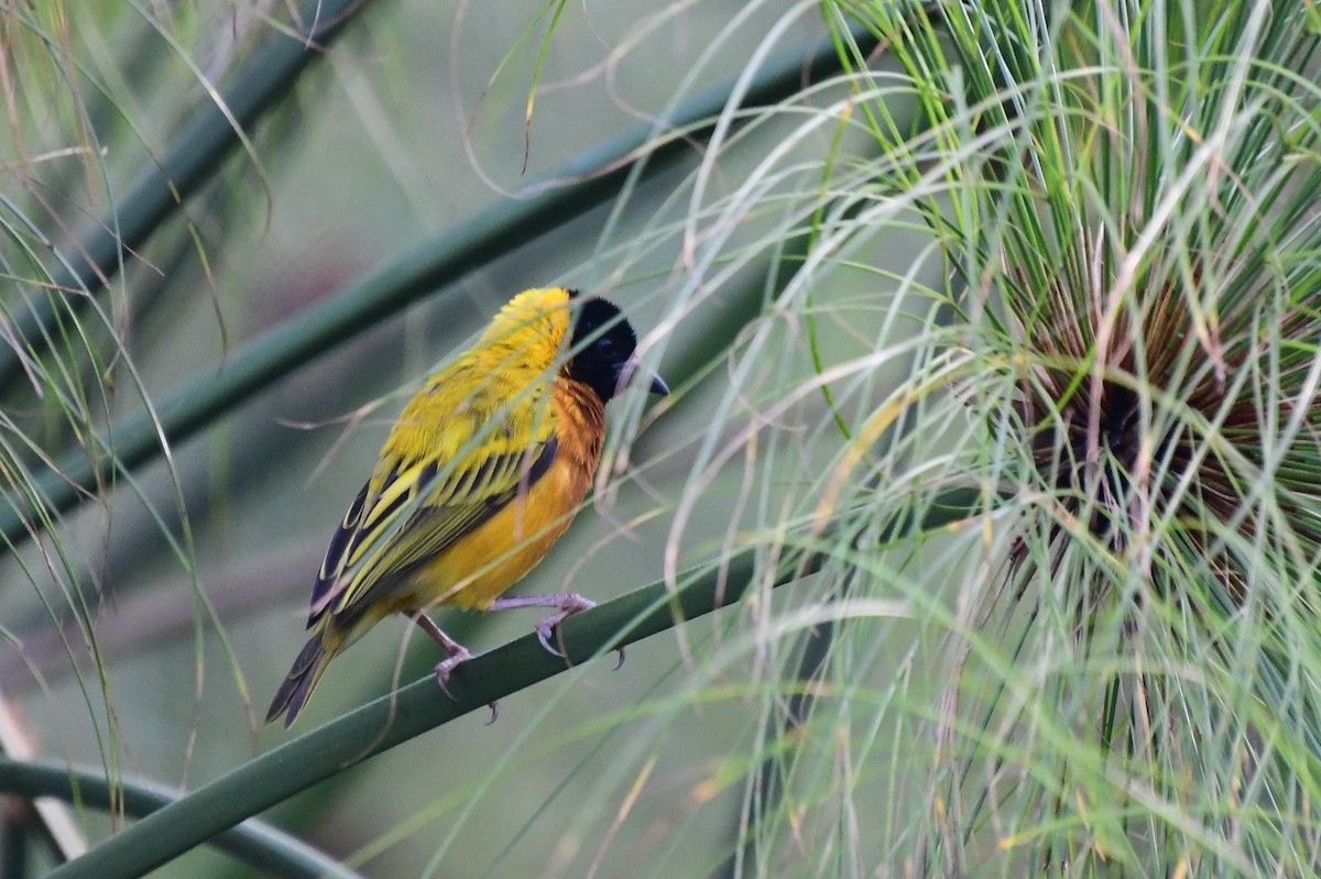 Kara Başlı Dokumacı - ML647315819