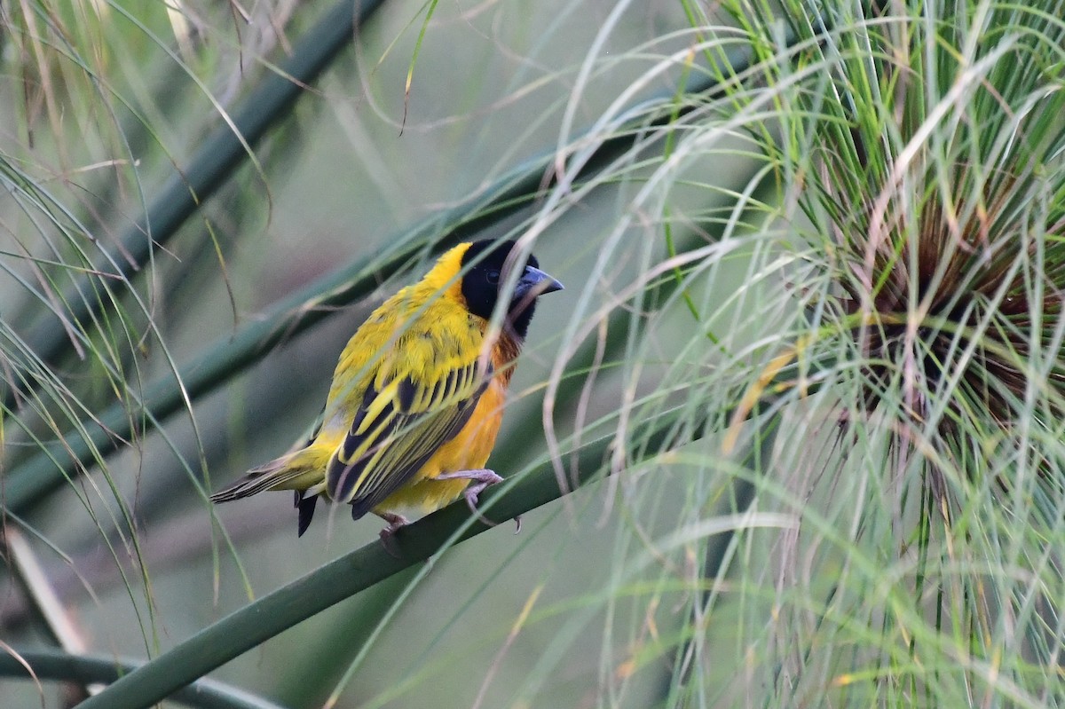 Kara Başlı Dokumacı - ML647315820