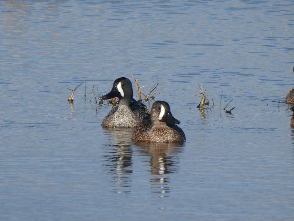 ミカヅキシマアジ - ML647315821