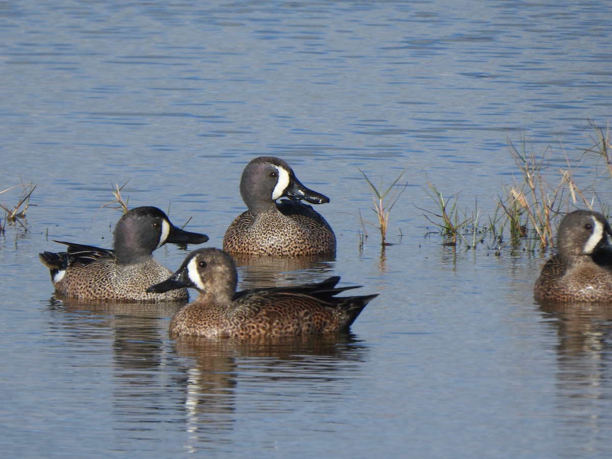 ミカヅキシマアジ - ML647315822