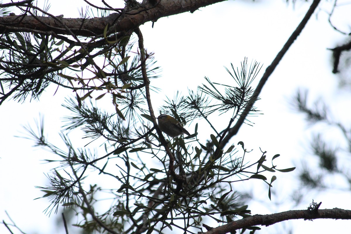 Common Firecrest - ML647315823