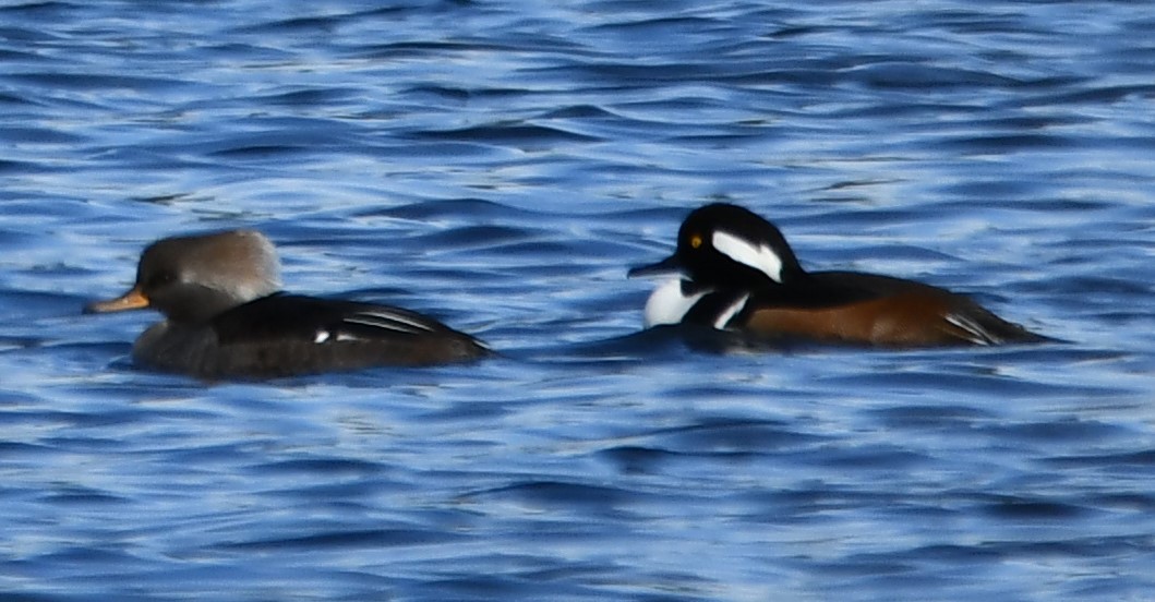 Başlıklı Tarakdiş - ML647315826