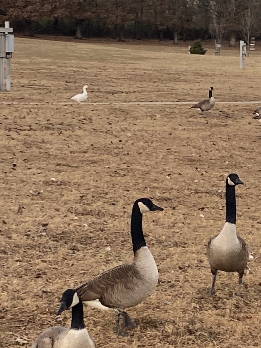 husa sněžní - ML647315831