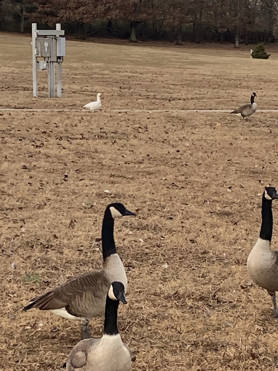 husa sněžní - ML647315832