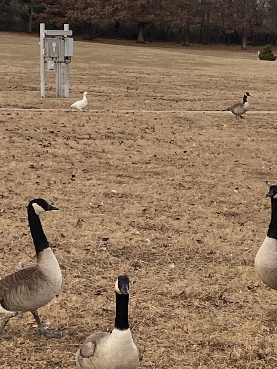 husa sněžní - ML647315833