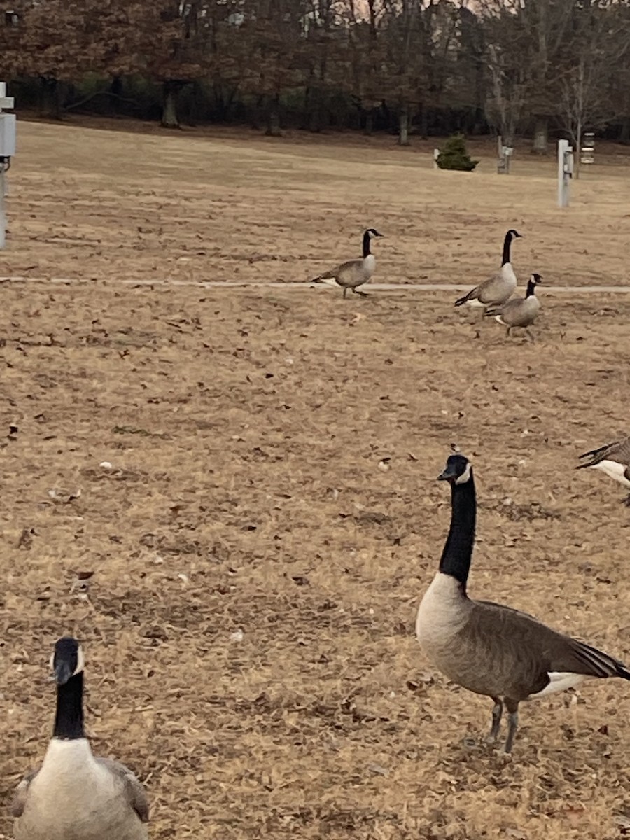 husa sněžní - ML647315834