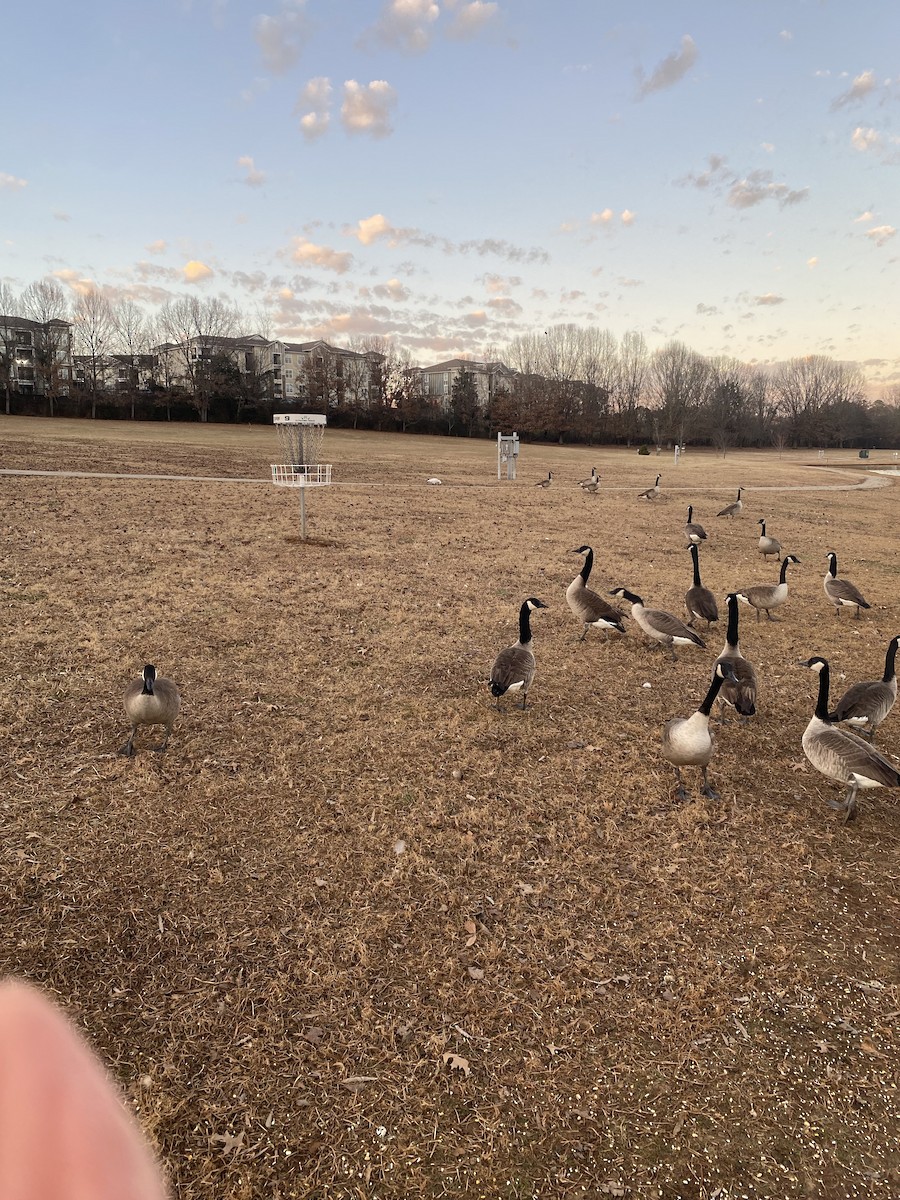 husa sněžní - ML647315835