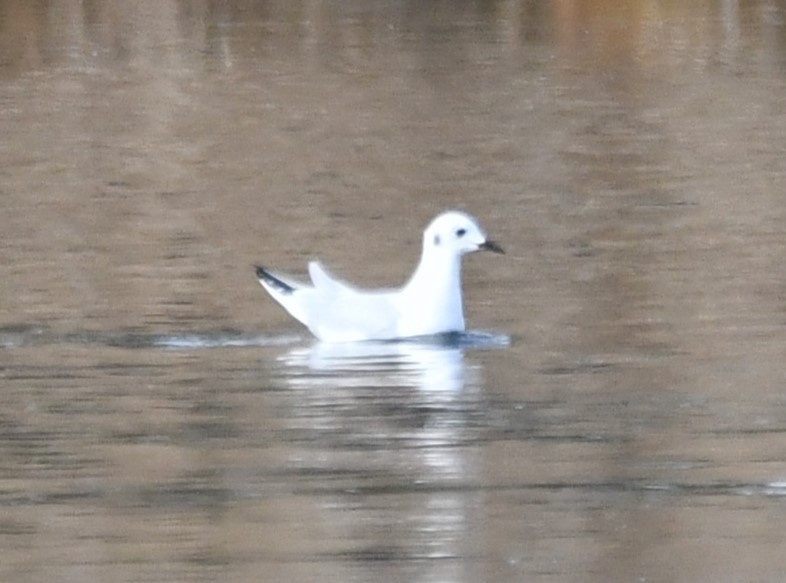 Küçük Karabaş Martı - ML647315836