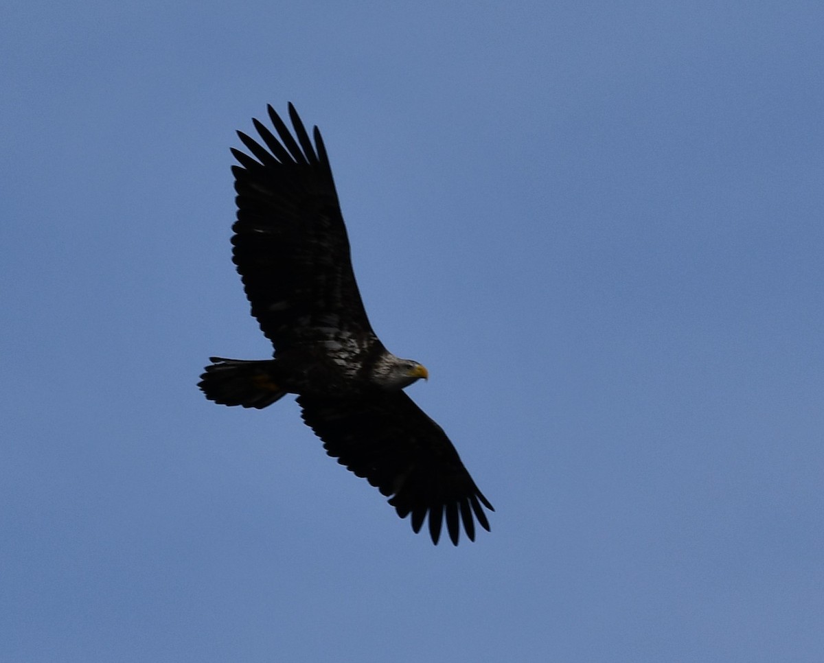 Itsas arrano buruzuria - ML647315838