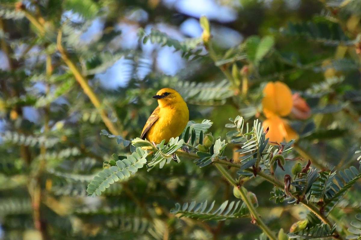 Slender-billed Weaver - ML647315839
