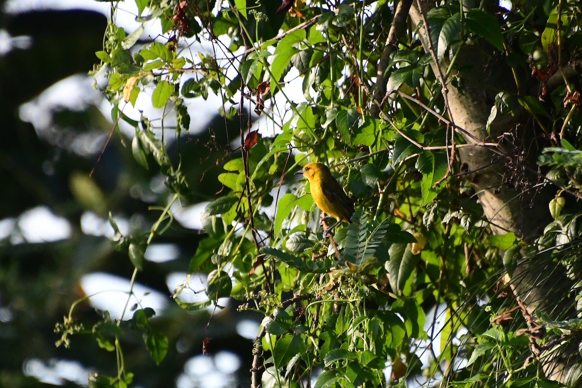 Slender-billed Weaver - ML647315840