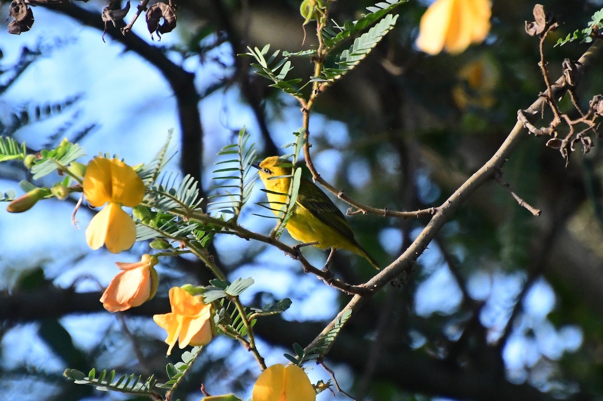 Slender-billed Weaver - ML647315841