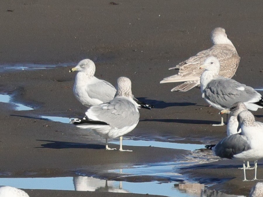 Ring-billed Gull - ML647315849