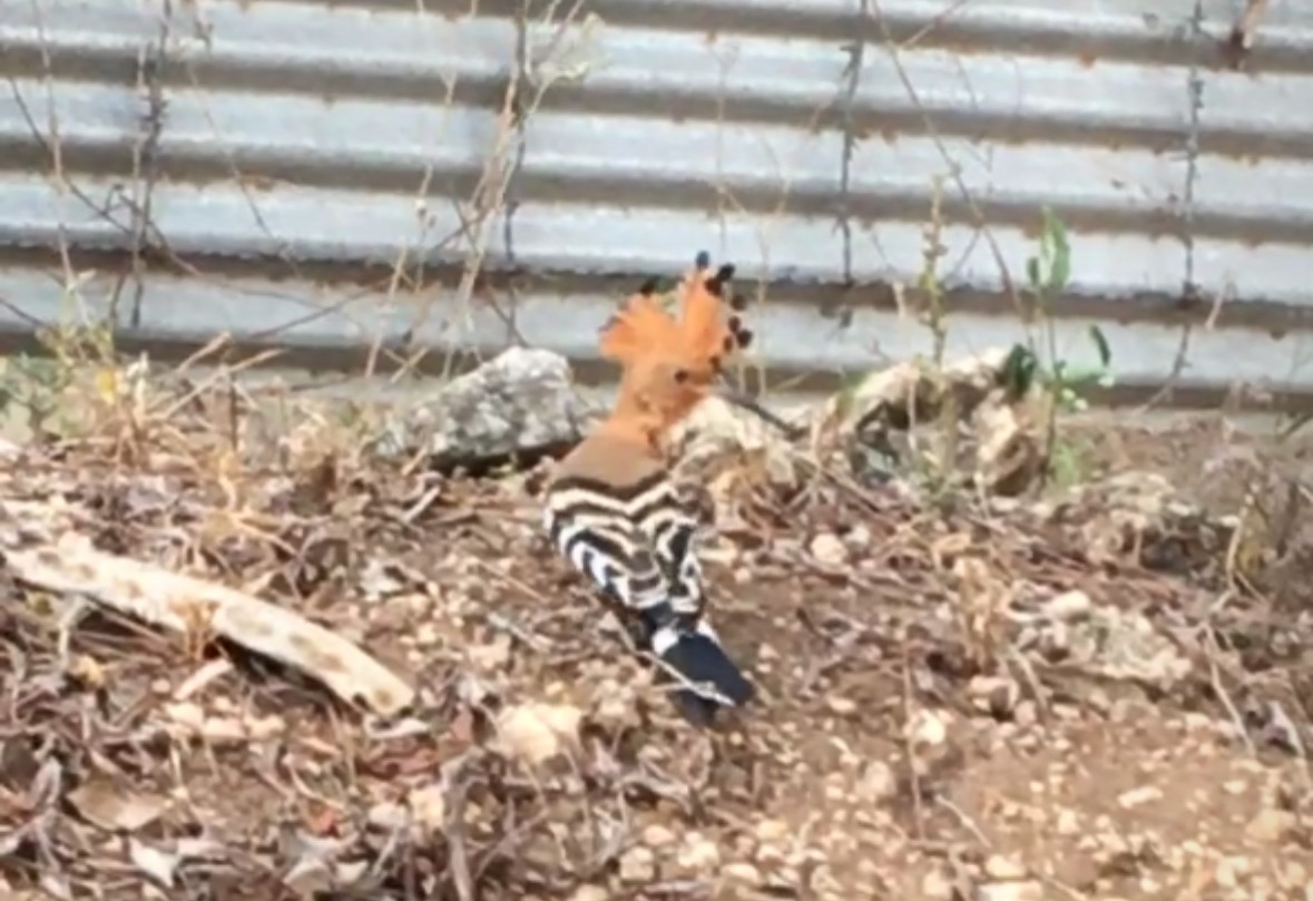 hærfugl - ML647315865