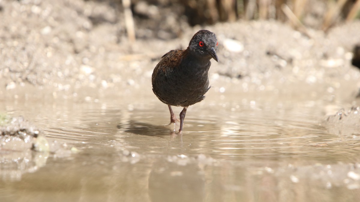 Dot-winged Crake - ML647315894