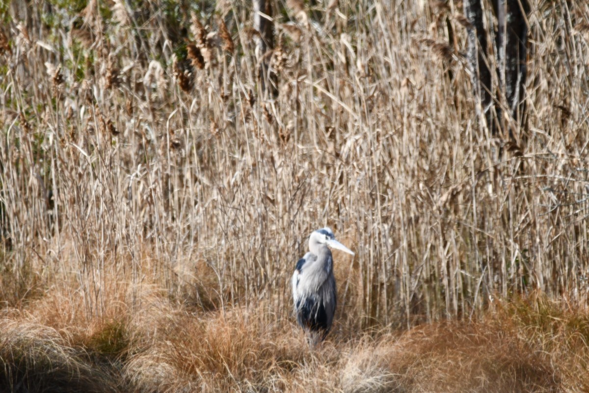 Amerika Gri Balıkçılı - ML647315895