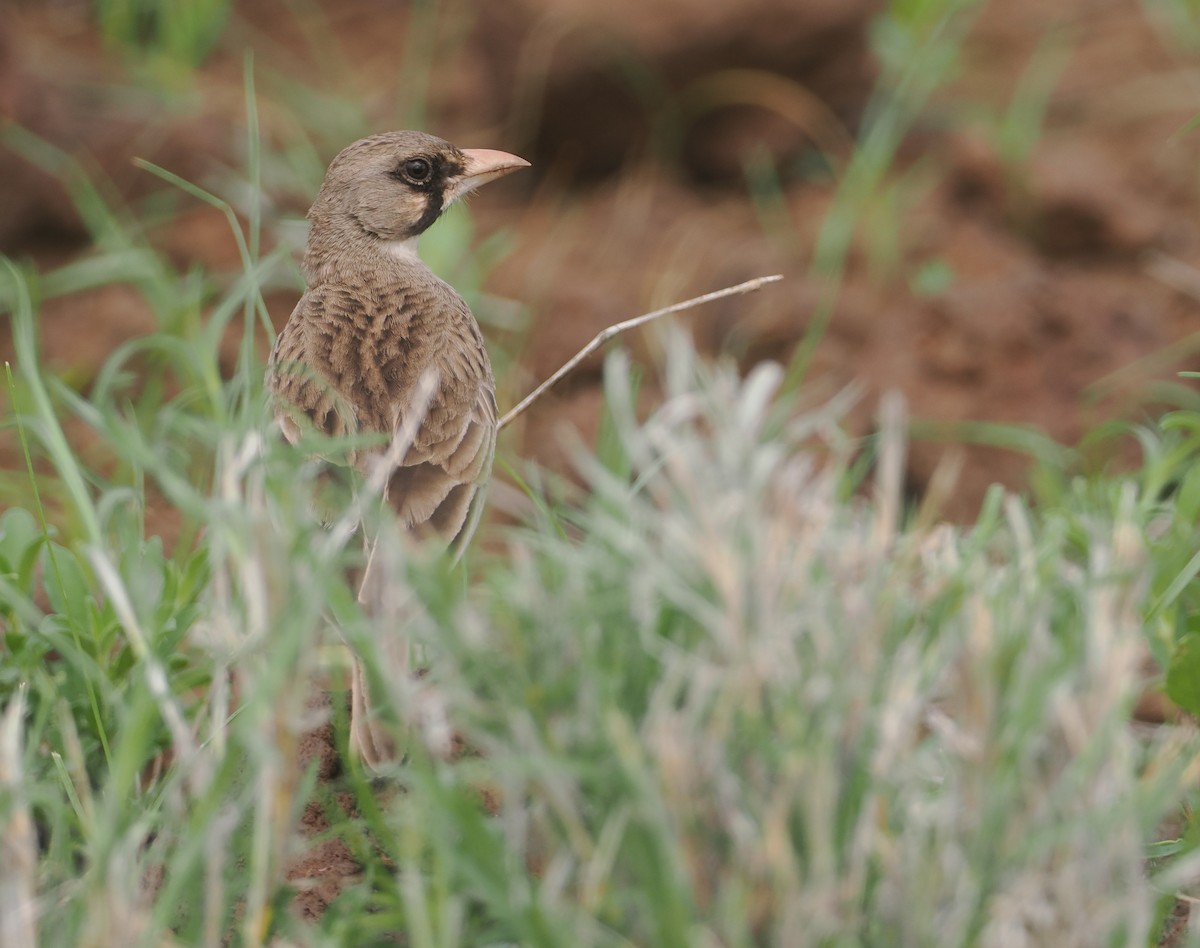 Masked Lark - ML647315899