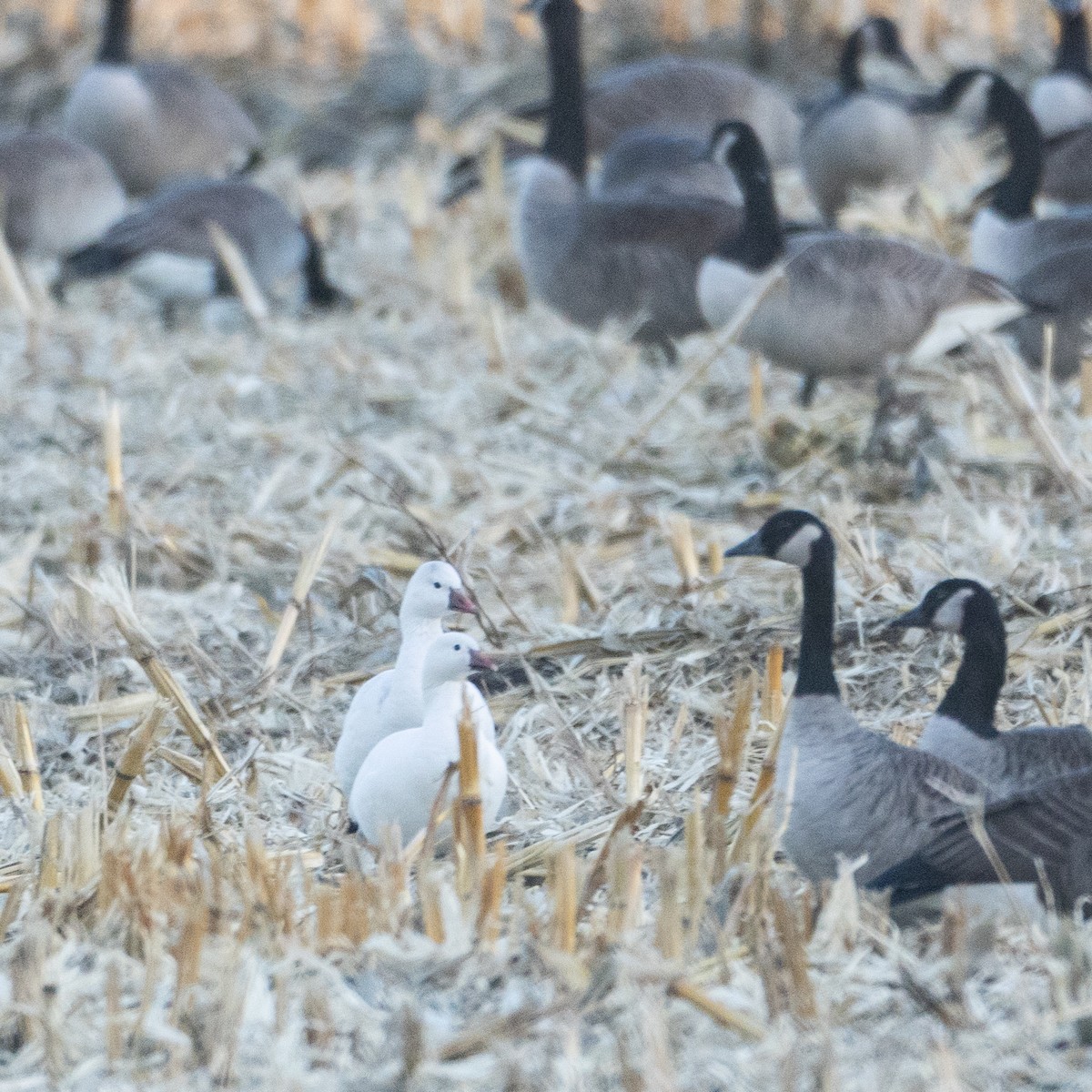 Ross's Goose - ML647315900
